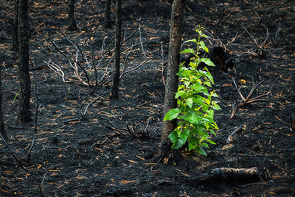 After a fire