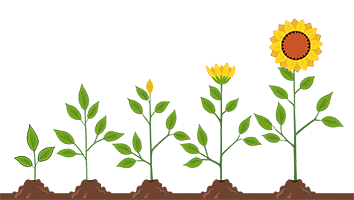 Sunflower growth